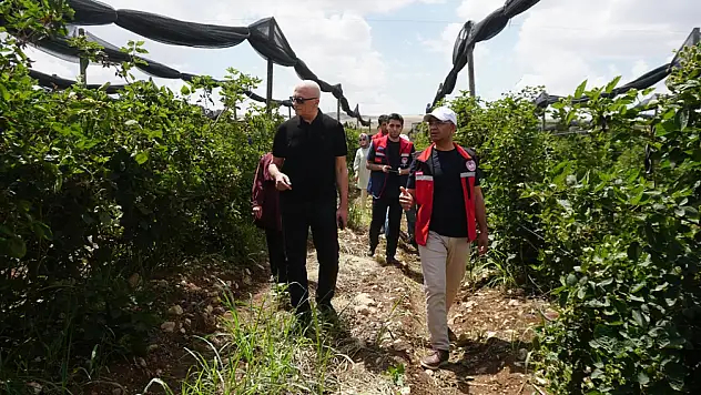 Siirt'te Sözleşmeli Üretimle Böğürtlen Üretimi Yaygınlaşıyor