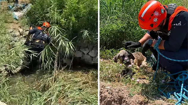 Siirt'te Su Kuyusuna Düşen Köpek AFAD Ekiplerince Kurtarıldı