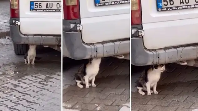 Siirt'te Susayan Kedi, Eriyen Buzların Suyuna Koştu