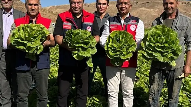 Siirt'te TAKE Projesiyle Boş Araziler Üretime Kazandırıldı Marul ve Karnabaharlar Yüzleri Güldürdü