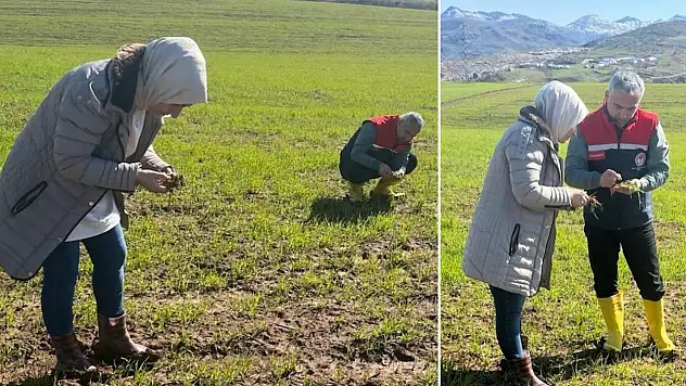 Siirt'te Tarım Alanlarında Zararlı ve Hastalık Taraması Yapıldı