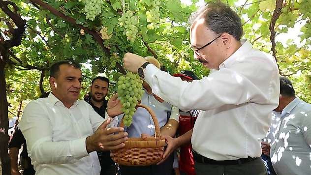 Siirt'te Tayfi Üzümü Hasadı Başladı: Hedef Türkiye'de İlk 5'e Girmek