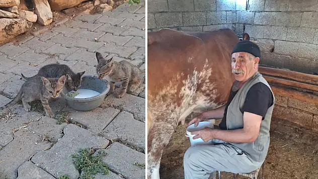 Siirt'te Tek İnekten Sağdığı Sütü 20 Kediyle Paylaşıyor! Yetkililerden Yardım Bekliyor