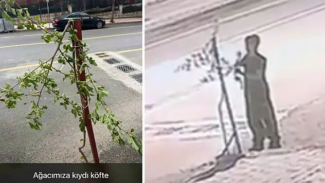 Siirt'te Tepki Çeken Görüntü: Önce Dalı Kırdı, Sonra Dönüp Dutlarını Yedi