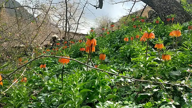 Siirt'te ters laleler çiçek açtı, koparmanın cezası 700 bin TL