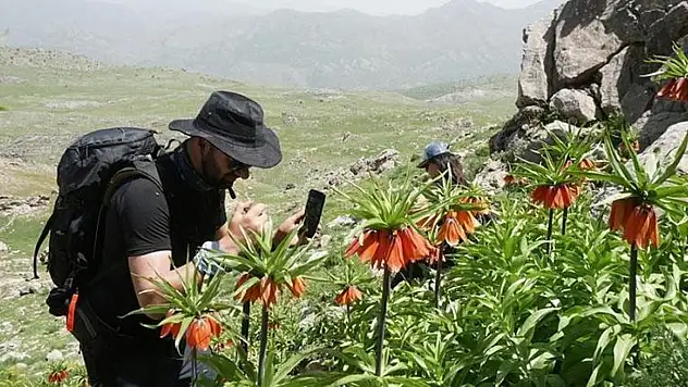Siirt'te ters laleye rekor ceza: Koparana 577 bin TL, Bacavan Yaylası'na ziyaretçi akını