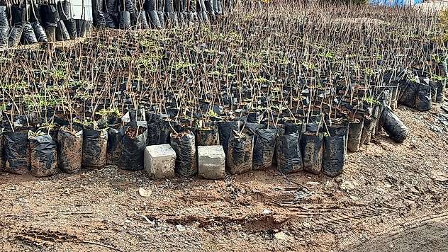Siirt'te Üreticilere Hibeli Fidan Desteği: Başvurular 5 Ekim'de Başlıyor