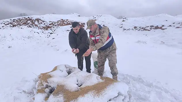 Siirt'te yaban hayvanları için kış seferberliği: Sırtlarında yem taşıyıp doğaya bıraktılar