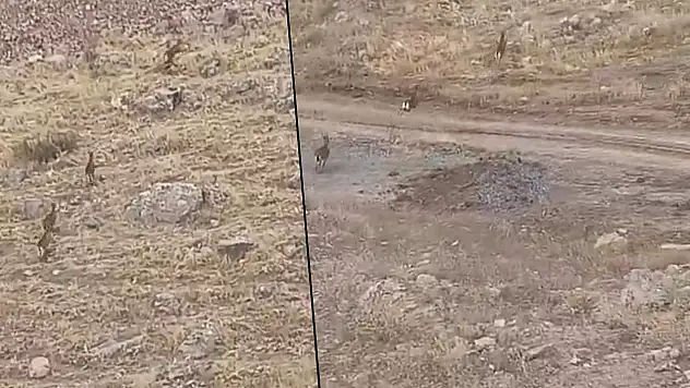 Siirt'te Yaban Keçileri Objektife Takıldı: Doğanın Zarif Tırmanıcıları Görüntülendi
