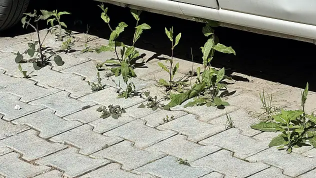 Siirt'te Yağış Bereketi: Parke Taşlarının Arasından Otlar Fışkırdı