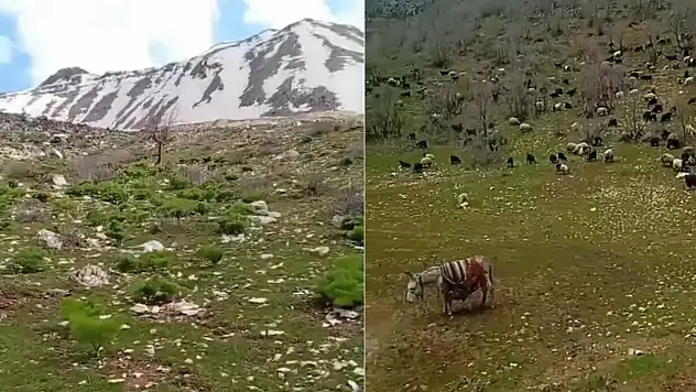 Siirt'te yayla yolculuğuna kar engeli: Göçerler bekleyişte