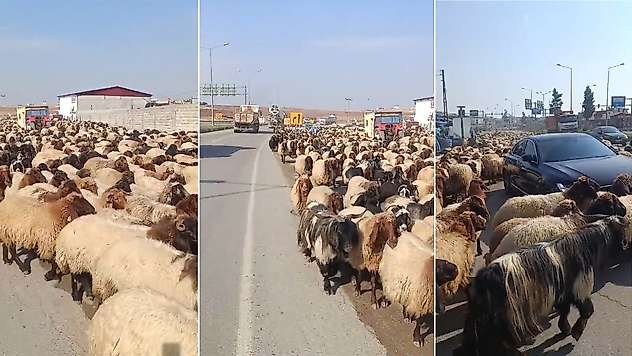 Siirt'te Yayladan Dönüş Başladı: Yüzlerce Koyun İpek Yolu'nda