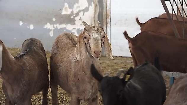 Siirt'te yerli kıl keçileri için umut veren gelişme: 40 oğlak dünyaya geldi