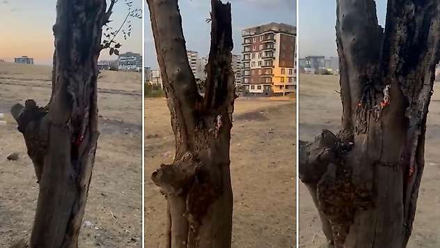 Siirt'te Yeşil Ağacın Gövdesini Yaktılar