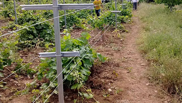 Siirt'te Yüksek Telli Bağ Projesi Başvuruları Başladı! Son gün 23 Ocak 2026