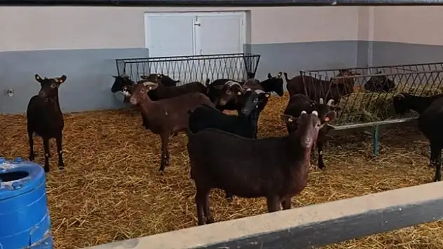 Siirt Üniversitesi Damızlık Teke ve Keçileri Satışa Çıkardı