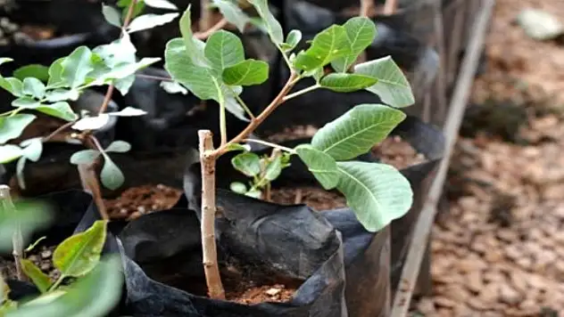 SİİRT ÜNİVERSİTESİ FISTIK FİDANI ÜRETECEK