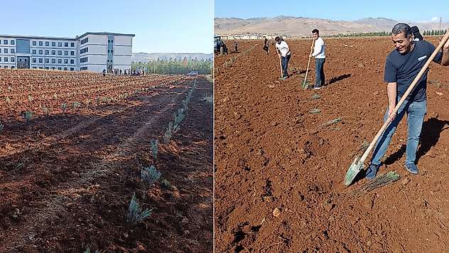 Siirt Üniversitesi Kampüsünde 4 Dekarlık Lavanta Bahçesi Kuruldu