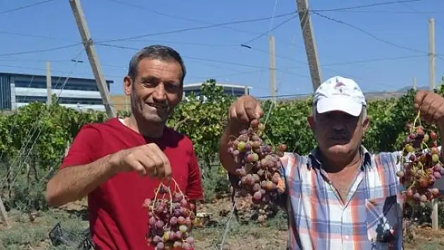 Siirt Üniversitesi Tarafından Üretilen Üzüm Satışa Sunuldu