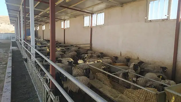 Siirt Üniversitesinden  Canlı Hayvan Satışı