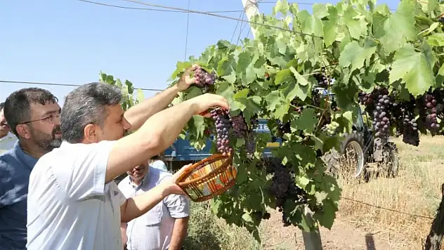 Siirt Üniversitesi'nin Bağbozumu Etkinliği!