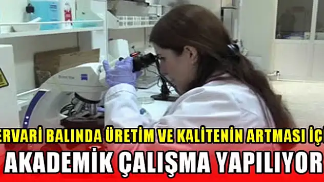 Siirt Üniversitesi'nin, Pervari Balının Kalitesini ve Üretimini Arttırma Çalışmaları