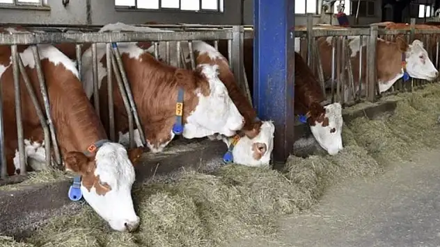 Siirt Valiliği'nden Şap Hastalığı İle İlgili Açıklama!