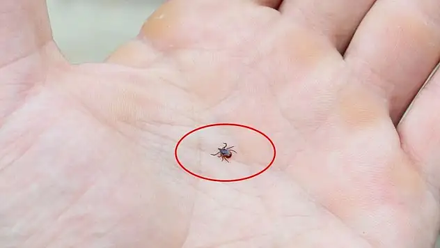 Siirt ve Bölgede Kene Alarmı: Uzmanlardan Kritik Uyarılar