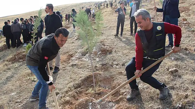 Siirt Ziraat Odasından Çam Fidanı Dağıtımı