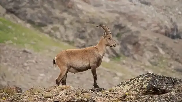 Siirt'in Yaban Hayatı Tehlike Altında!