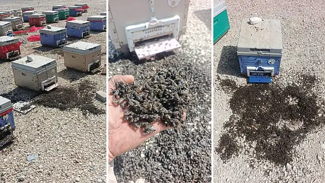 Siirtli Arı Üreticisinin Yüklü Aracı Devrildi: Binlerce Arı Yola Savruldu