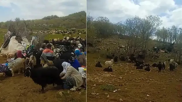 Siirtli Berivanlar İlk Süt Sağımını Gerçekleştirdi