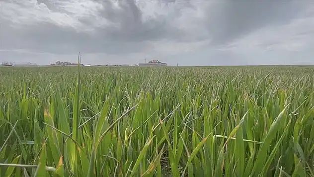 Siirtli Çiftçilerin Yüzü Gülüyor!