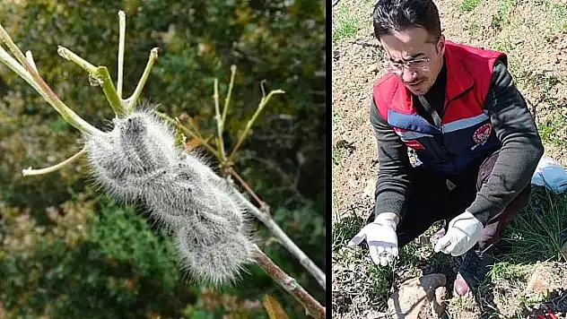 Siirtli Fıstık Üreticilerinin Dikkatlerine!