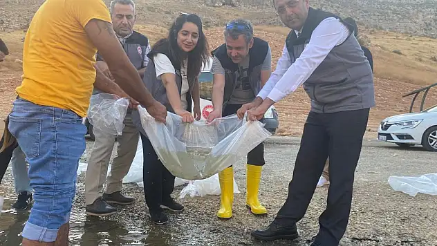 Siirt'te 2 Milyon 100 Bin Sazan Balığı Yavrusu Suya Bırakıldı