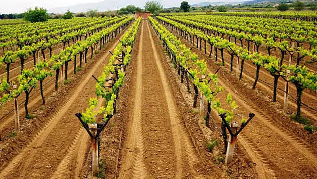 Siirt'te Bağcılık Geliştiriliyor, İlçelerde Damlama Sulama Yüksek Terbiye Bağlar Kuruluyor