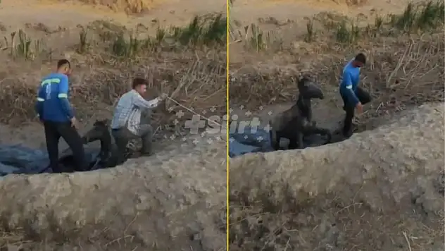 Siirt'te Bataklığa Saplanan At, Transporter Yardımıyla Kurtarıldı