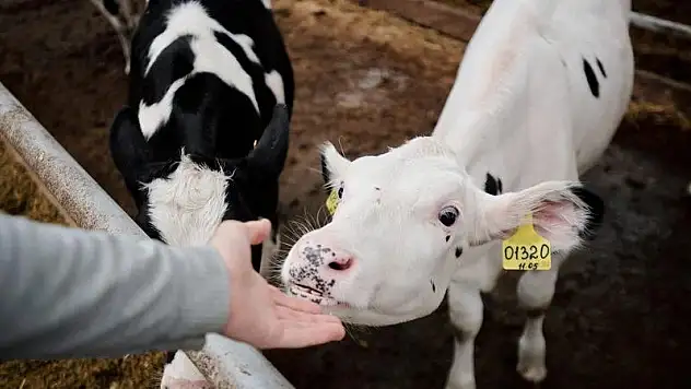 Siirt'te Brusella Vakalarında Artış!