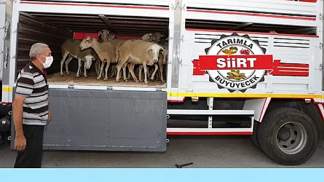 Siirt'te Canlı Hayvan Nakliyesi İçin Yeterlilik Kursu
