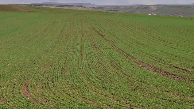 Siirt'te Çiftçiler Yağışların Getirdiği Sevinçle Dolu