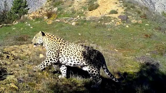 Siirt'te de Daha Önce Görülmüştü Anadolu Parsı Avlayana 1,2 Milyon TL Ceza!