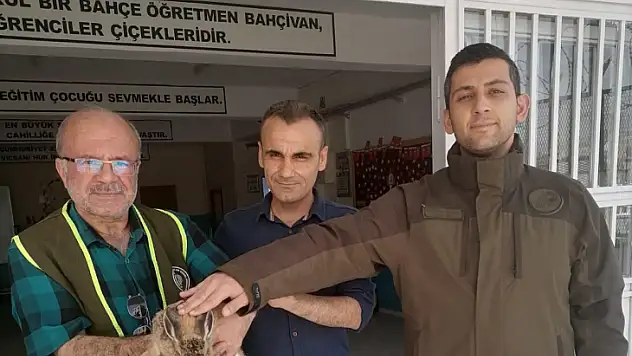 Siirt'te Doğada Bitkin Halde Bulunan Yaban Tavşanı (Lepus Europaeus) Emin Ellerde