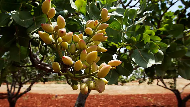 Siirt'te Fıstık Bahçelerinde Yangın Tehlikesi