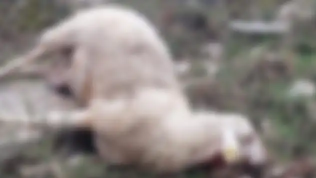 Siirt'te Hafif Ticari Aracın Çarptığı 8 Koyun Telef Oldu