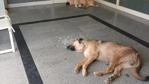 Siirt'te Hastane Acil Girişinin Önündeki Başıboş Köpekler Tedirgin Ediyor