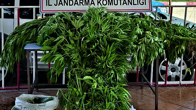 Siirt'te Jandarma Uyuşturucu Tacirlerine Göz Açtırmıyor!