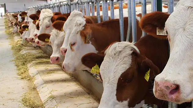 Siirt'te Kasaplar Endişeli Canlı Hayvan Sorunu Var!