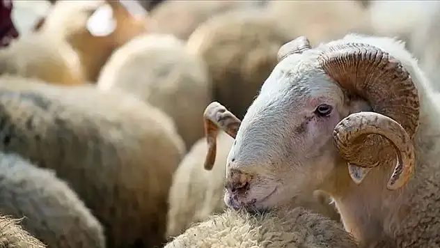 Siirt'te Kesilen Kurban Sayısı Açıklandı