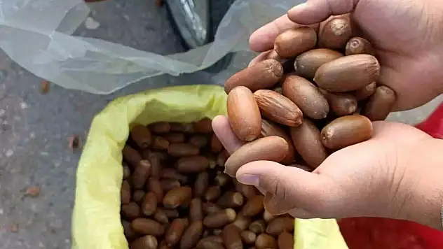 Siirt'te Kestane Yerine Meşe Palamudu Tercih Ediliyor