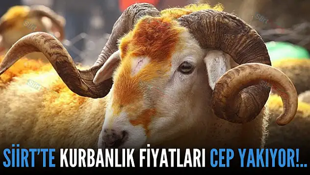 Siirt'te Kurban Fiyatları Cep Yakıyor!..